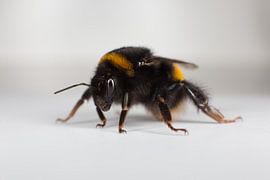 Hommel by view photo