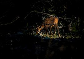Begegnung mit einer jungen Gämse von JA Art Photography