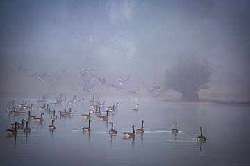 Ganzen in de mist van Dick Dekkers