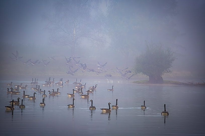 Geese in the fog by Dick Dekkers