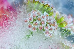Ice flowers 2 by Johan Pape