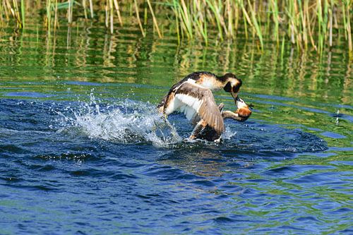Futen territoriumgevecht
