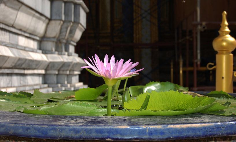 water lily by Cegar Hong GPhotographics