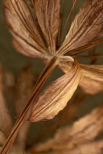 Dried flower in warm colours – The curved leaf
