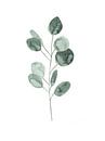 Botanical Illustration Eucalyptus by Mantika Studio thumbnail
