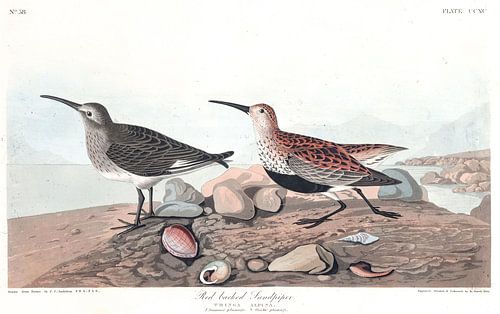 Bonte Strandloper