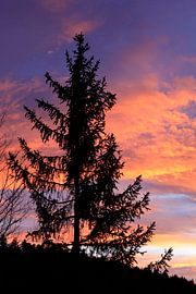Evening in the Black Forest