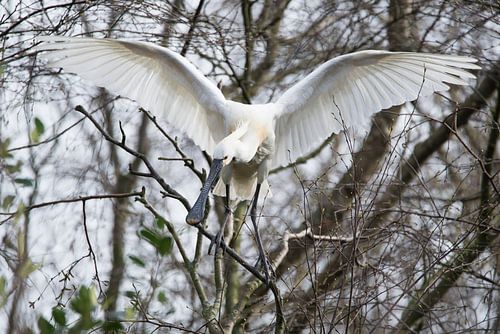 lepelaar sur CreaBrig Fotografie