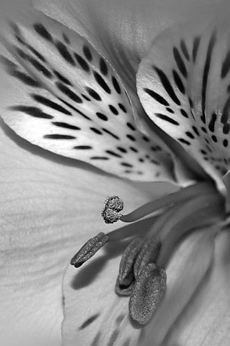 Amaryllis in black and white by Lucie Bos