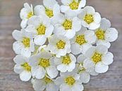 Weiße Blumen von Caroline Lichthart Miniaturansicht