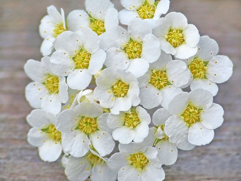 Weiße Blumen von Caroline Lichthart