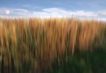 Getreidefeld in ICM Technik