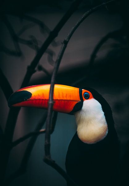 Portrait de toucan par Pim Haring