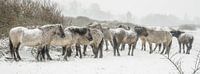 Konikpaarden in de sneeuw van Dirk van Egmond thumbnail