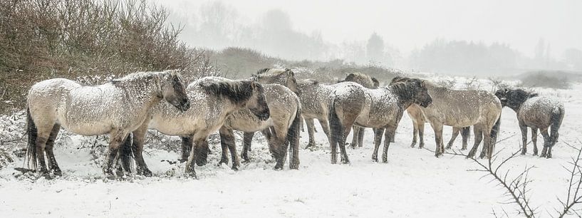 Konik-Pferde im Schnee von Dirk van Egmond