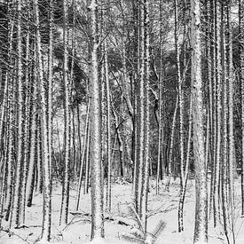 Kiefernwald im Winter in schwarz und weiß von Jan Fritz