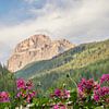 Fleurs et montagnes dans les Dolomites sur Bianca Kramer