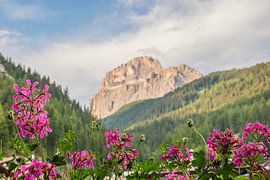Blumen und Berge in den Dolomiten von Bianca Kramer