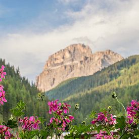 Flowers and mountains in the Dolomites by Bianca Kramer
