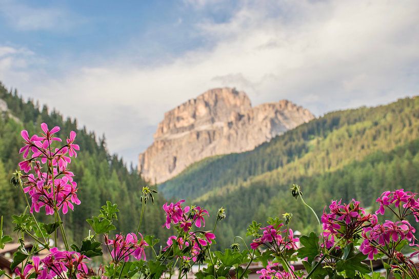 Flowers and mountains in the Dolomites by Bianca Kramer