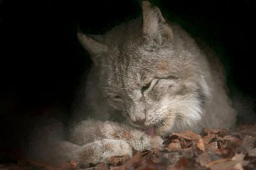 Euraziatische lynx onder een struik (bewerkt) van Michar Peppenster