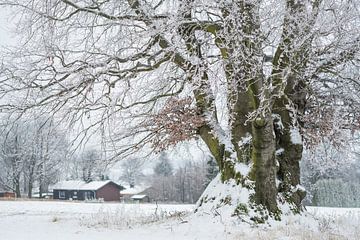 Winter beech in the Vogelsberg