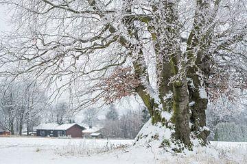 Winterliche Buche im Vogelsberg