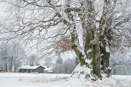 Winterbeuken in de Vogelsberg