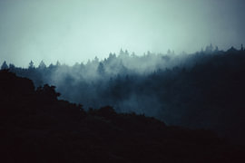 Dark treetops in the thick mist on the hillside
