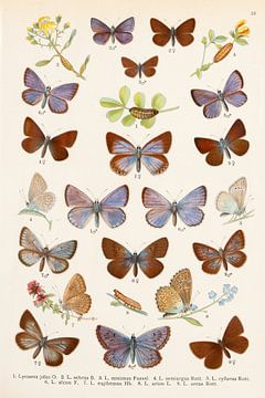 Illustration ancienne avec des papillons de la famille bleue. sur Studio Wunderkammer