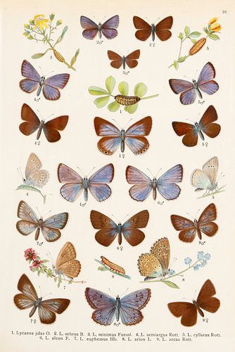 Antieke illustratie met vlinders uit de familie Blauwtjes.