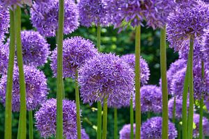 Allium