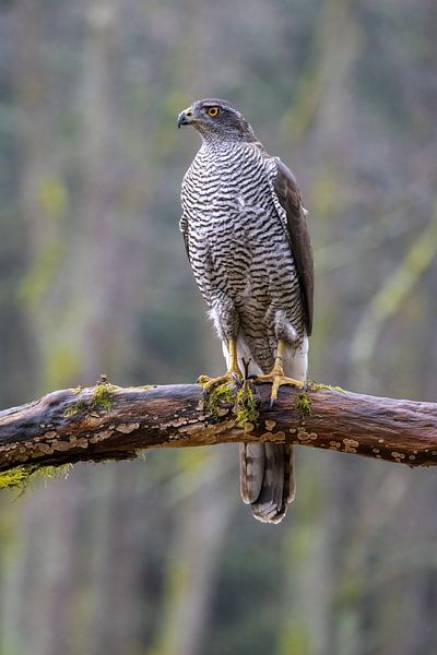 Goshawk on a branch by Teresa Bauer