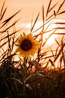 Zonnebloem bij zonsondergang