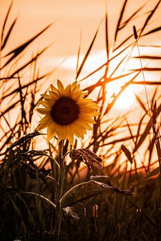 Sonnenblume bei Sonnenuntergang