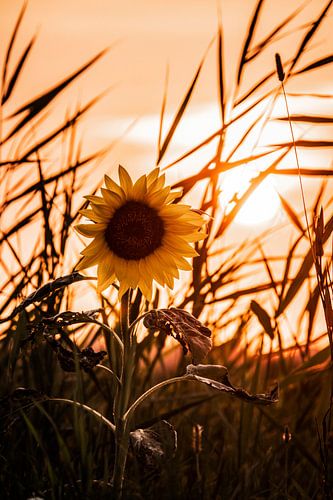 Zonnebloem bij zonsondergang