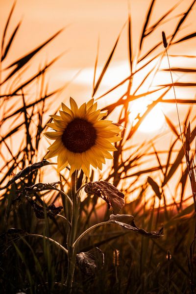 Zonnebloem bij zonsondergang van Andrea Kawczynski