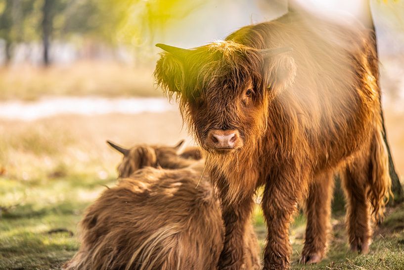 Scottish highlanders by Bas Fransen