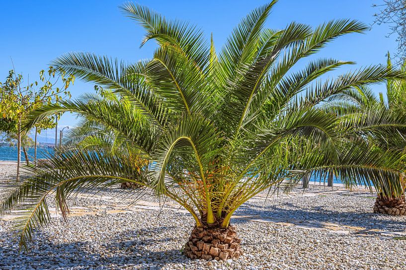 Kroatië : Eiland Ugljan - Preko van Photoart-Naegele