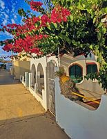 Bougainvilleabloei en kustsfeer, Armona Island Village Fotografie