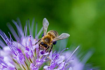 Biene bei der Arbeit in lila Blume von Qeimoy