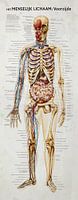 Human body front