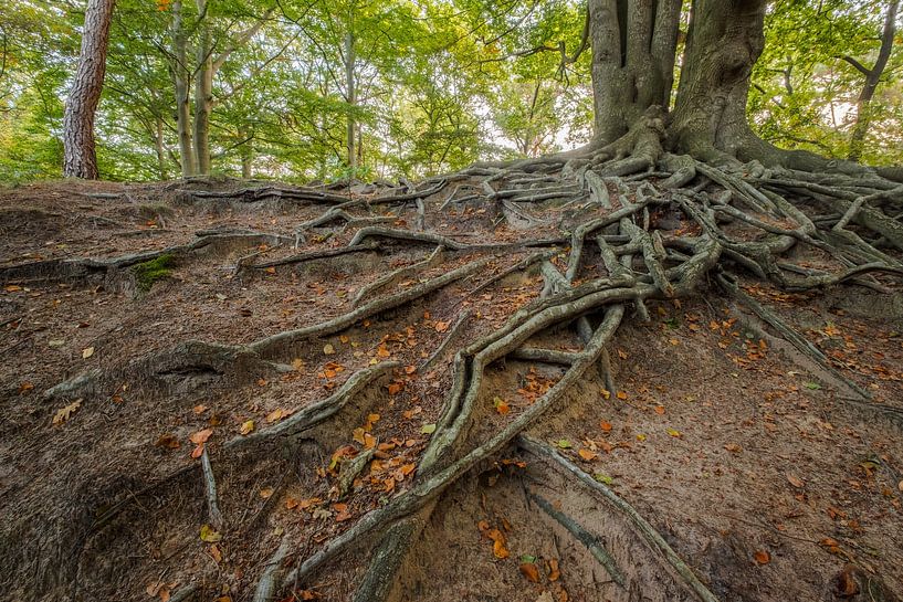 Boomwortels boven de grond van Moetwil en van Dijk - Fotografie