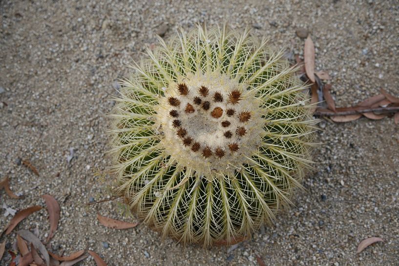 Cactus van Suzana Luttermann
