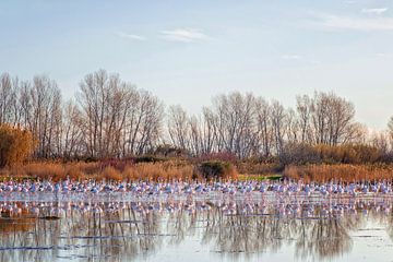 Fouragerende flamingo's in de Camargue van Hanneke Luit