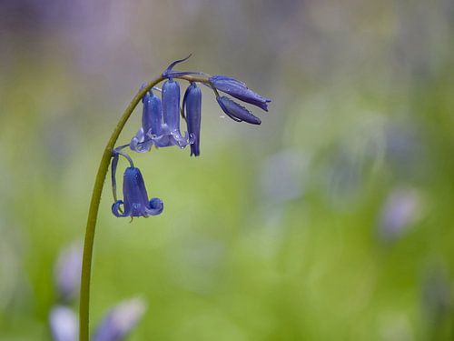 Hyacinthoides non-scripta sur Ineke Nientied