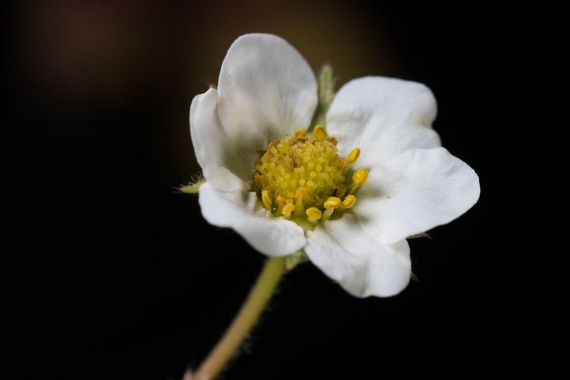 Erdbeerblüte - Mitte von Anita van Hengel