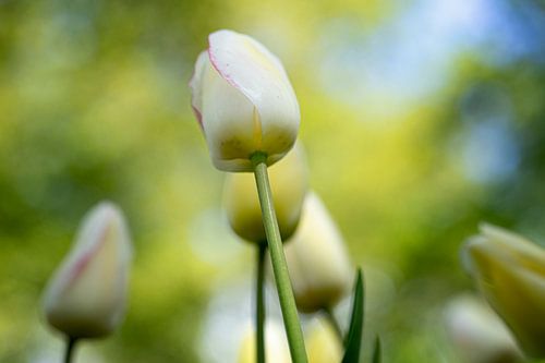 De Tulp - WIT
