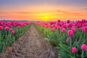 Dreaming of Tulips von Stuart Dayus