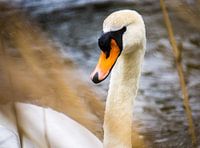 Behind the reed